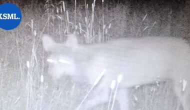 Yle: Susilaki sai huonoimman mahdollisen arvosanan | Uutissuomalainen