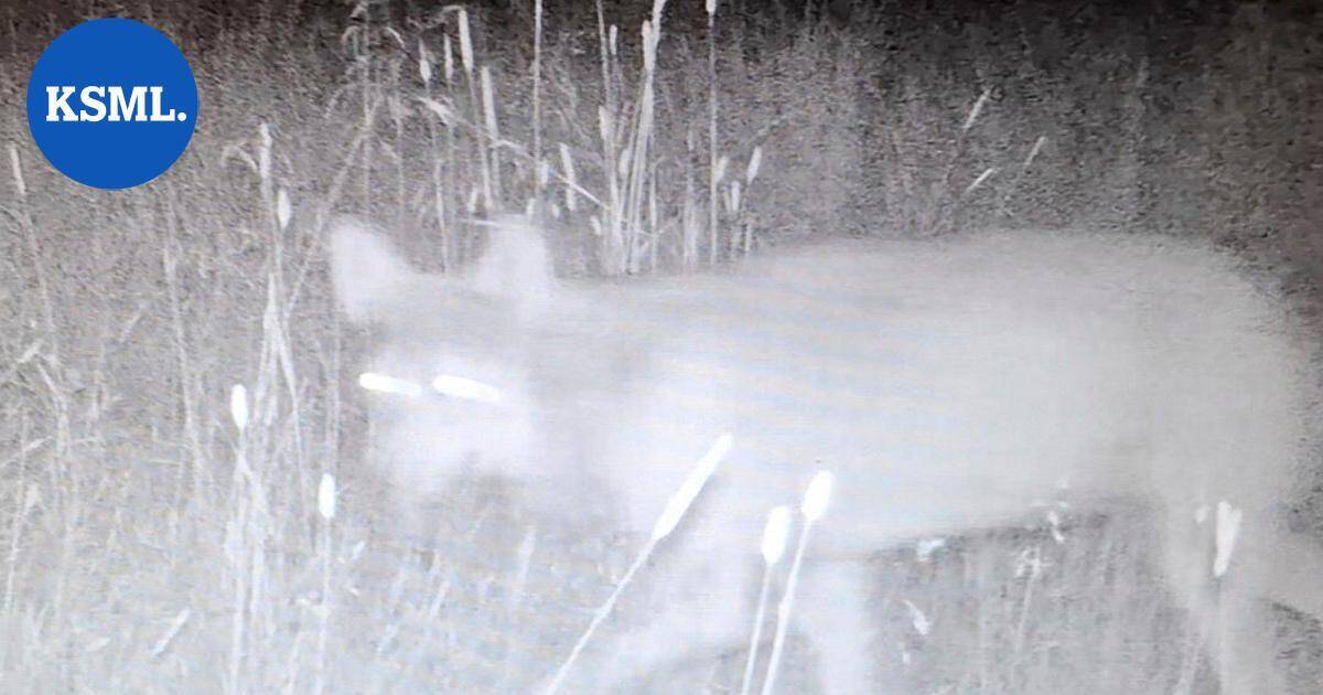 Yle: Susilaki sai huonoimman mahdollisen arvosanan | Uutissuomalainen