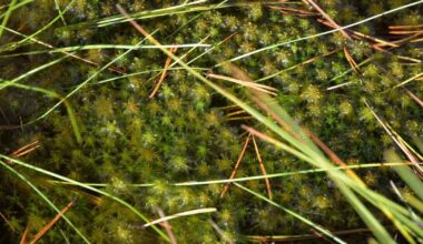 Kuopion kaupunki on rauhoittanut neljä soidensuojelun kohdetta | Paikalliset