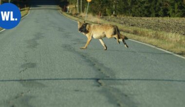 Verkon luetuimmat 2025 | Mimma Ursinin auton valoihin osui omituinen näky: Susi jolkotti lenkkeilijän ja koiran kannoilla Kangaslammintiellä - Warkauden Lehti