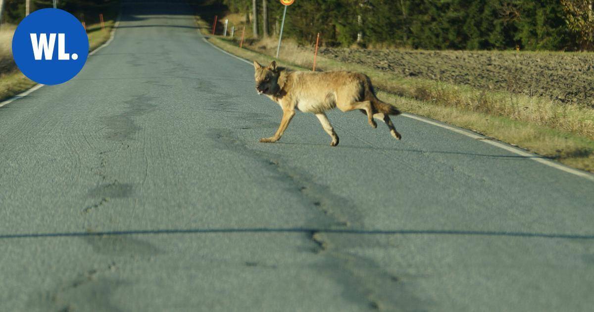 Verkon luetuimmat 2025 | Mimma Ursinin auton valoihin osui omituinen näky: Susi jolkotti lenkkeilijän ja koiran kannoilla Kangaslammintiellä - Warkauden Lehti