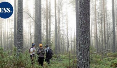 Aktivistit vahtivat hakkuu-uhan alla olevia valtion metsiä – "Aktivismi ei ole aina kivaa" | Päijät-Häme