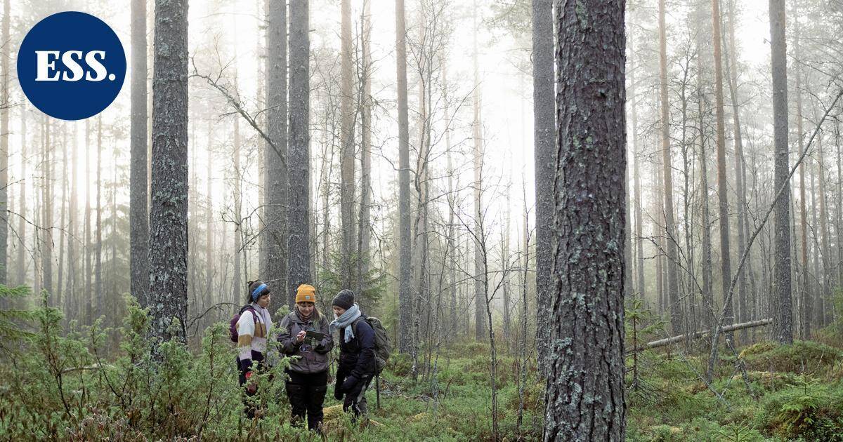Aktivistit vahtivat hakkuu-uhan alla olevia valtion metsiä – "Aktivismi ei ole aina kivaa" | Päijät-Häme