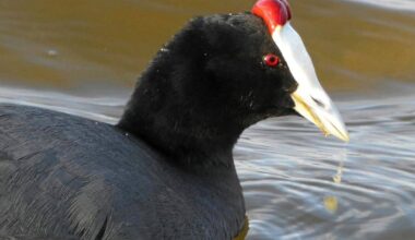 Luonnosta | Espanjassa lintukohteisiin pääseminen vaatii rallikuskin taitoja | Paikalliset