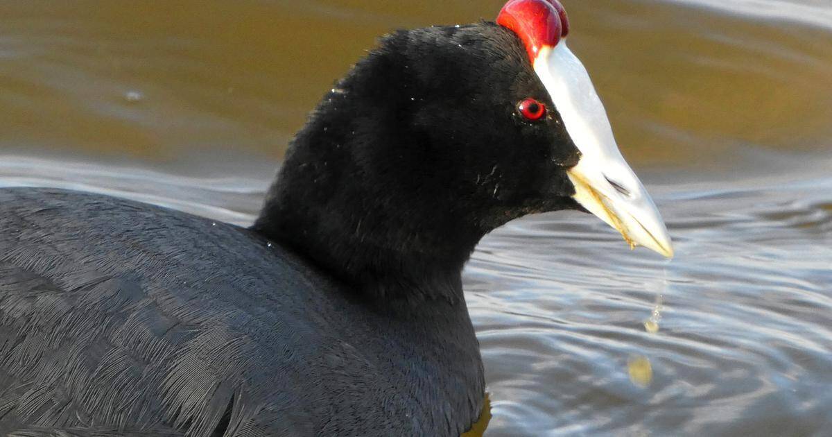 Luonnosta | Espanjassa lintukohteisiin pääseminen vaatii rallikuskin taitoja | Paikalliset