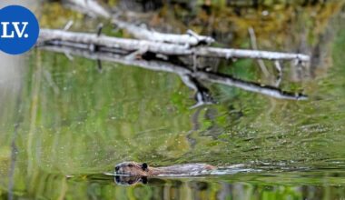 Luonto | Amerikan-tuliaista aletaan tappaa uusin keinoin – kanta jopa 17 000 yksilöä | Paikalliset