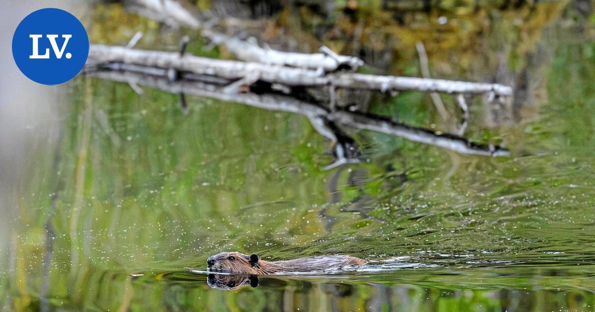 Luonto | Amerikan-tuliaista aletaan tappaa uusin keinoin – kanta jopa 17 000 yksilöä | Paikalliset