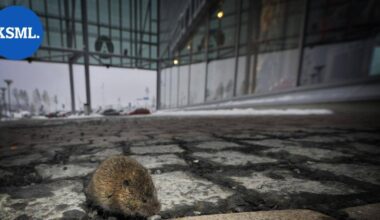 Paikoin jopa ennätyksellisen suuri myyräpopulaatio ei näy myyräkuumetartuntojen määrässä | Uutissuomalainen