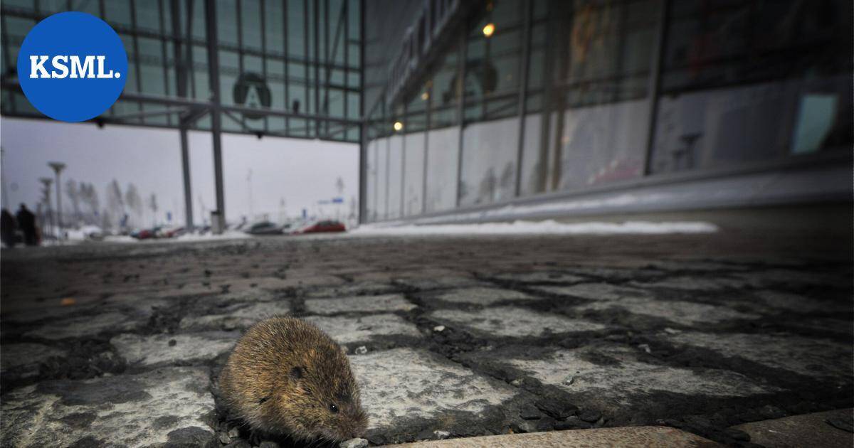 Paikoin jopa ennätyksellisen suuri myyräpopulaatio ei näy myyräkuumetartuntojen määrässä | Uutissuomalainen
