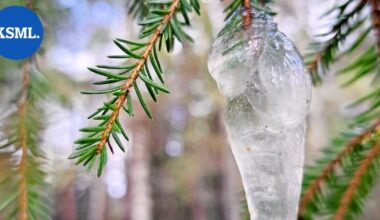 Luonnossa | Mysteerihyytelö kuusenoksalla hämmensi tutkijoita, eikä tekoälykään tiennyt, mistä on kysymys – kunnes yhdellä välähti | Teemat