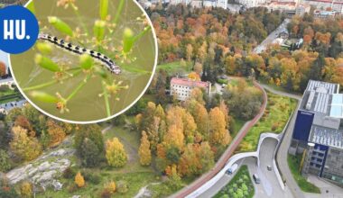 Satamatunnelin tukkeena on pieni toukka – siksi Helsingin Satama viljelee nyt vimmatusti vanhaa viljelykasvia | Paikalliset