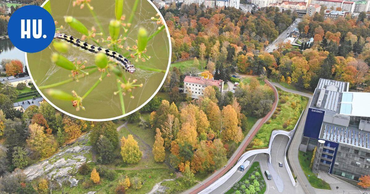 Satamatunnelin tukkeena on pieni toukka – siksi Helsingin Satama viljelee nyt vimmatusti vanhaa viljelykasvia | Paikalliset