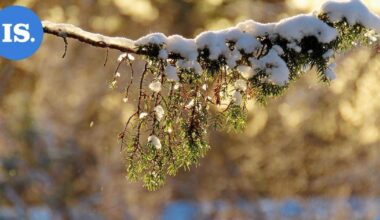 Lukijan luontokuvat | Monipuolinen kattaus talvisia otoksia – Katso kuvat! | Paikalliset