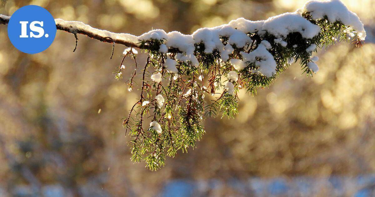 Lukijan luontokuvat | Monipuolinen kattaus talvisia otoksia – Katso kuvat! | Paikalliset