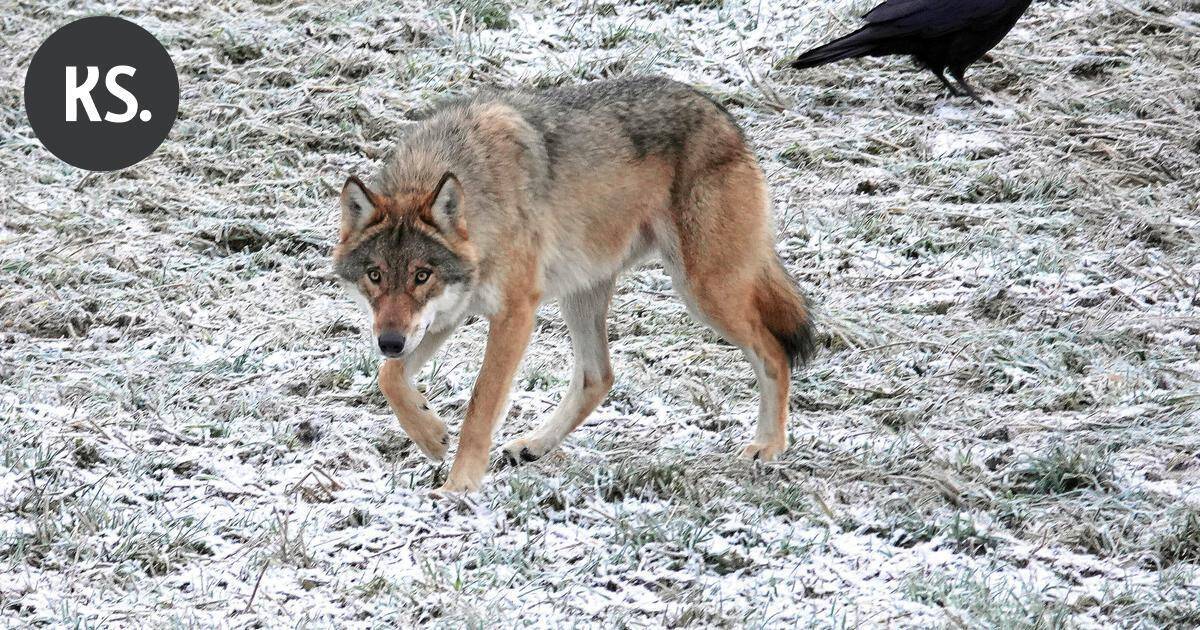 Lukijalta | Susien kannanhoidollinen metsästys on virhe, josta luonto kärsii | Pääkirjoitus & mielipide