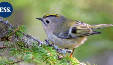 Luonto | Osa hippiäisistä jää talveksi Pohjolaan hyvän pesäpaikan varmistaakseen - Etelä-Suomen Sanomat