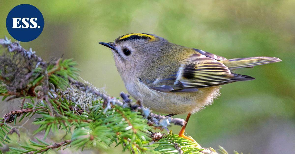 Luonto | Osa hippiäisistä jää talveksi Pohjolaan hyvän pesäpaikan varmistaakseen - Etelä-Suomen Sanomat