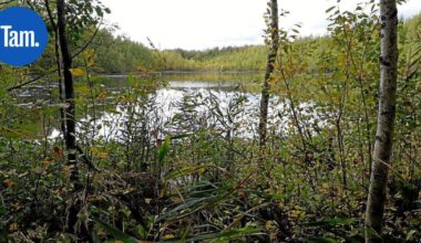 Tampereelle kaksi uutta luonnonsuojelualuetta – Paikoissa havaittu useita hyvin harvinaisia eläinlajeja | Paikalliset