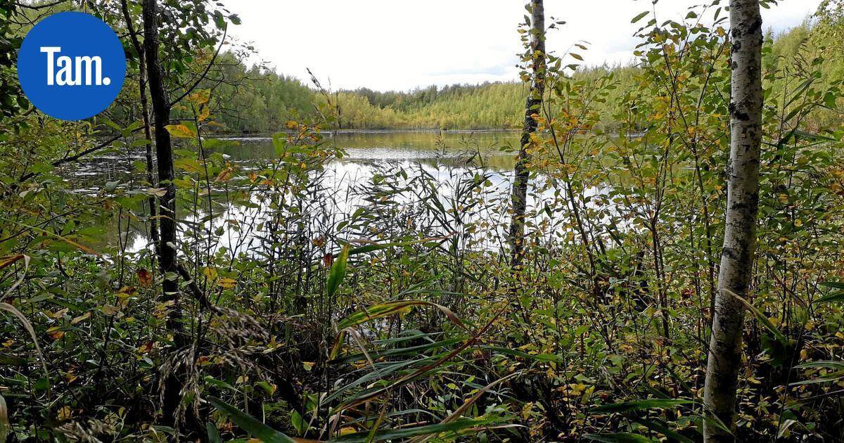 Tampereelle kaksi uutta luonnonsuojelualuetta – Paikoissa havaittu useita hyvin harvinaisia eläinlajeja | Paikalliset