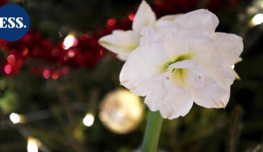 Yön uutiskooste | Tänään vietetään tapaninpäivää, Yhdysvallat iski Luoteis-Nigeriassa ja Ukraina Etelä-Venäjällä | Uutissuomalainen