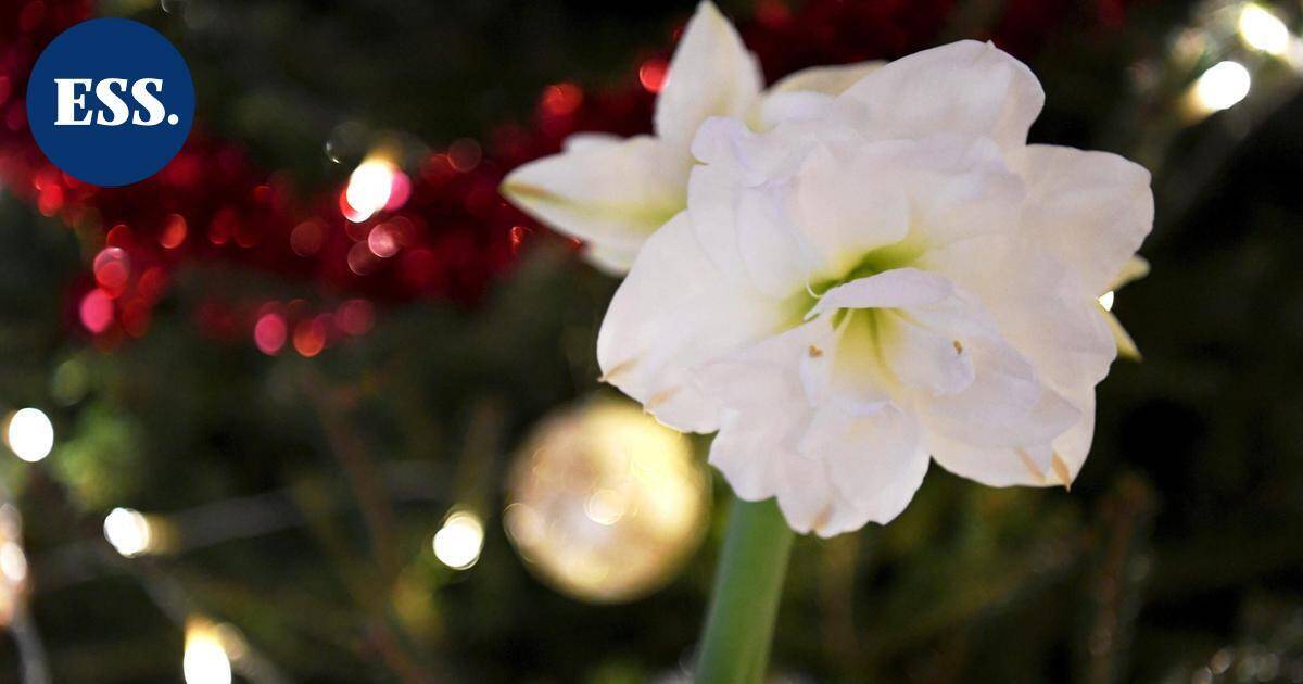 Yön uutiskooste | Tänään vietetään tapaninpäivää, Yhdysvallat iski Luoteis-Nigeriassa ja Ukraina Etelä-Venäjällä | Uutissuomalainen