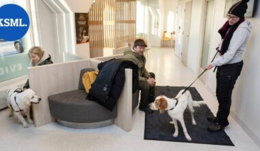 Jyväskylän Eläinsairaalassa hoidettiin tapaninpäivänä monia vaivoja – vauhdikkaan Wilho-koiran mahaan eksyi omistajan alushousut | Keski-Suomi