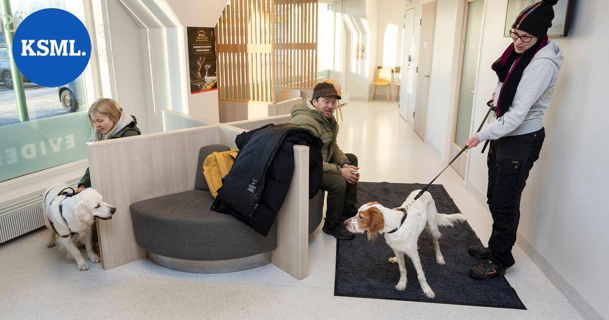 Jyväskylän Eläinsairaalassa hoidettiin tapaninpäivänä monia vaivoja – vauhdikkaan Wilho-koiran mahaan eksyi omistajan alushousut | Keski-Suomi