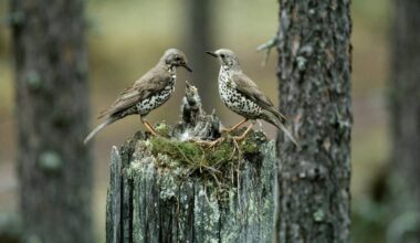 Veturitalliin tulee legendaarisen luontokuvaajan poikkeuksellisen laaja näyttely