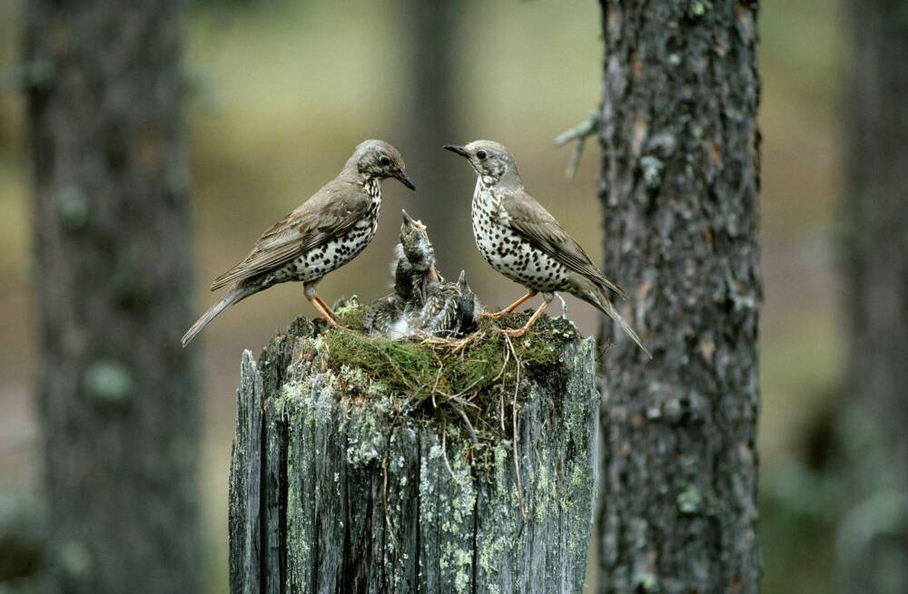 Veturitalliin tulee legendaarisen luontokuvaajan poikkeuksellisen laaja näyttely