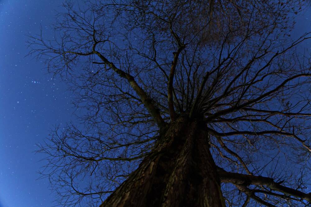 Varo Pohjantähteä, ettei taivas putoa – tiesitkö, mistä Linnunrata sai nimensä?