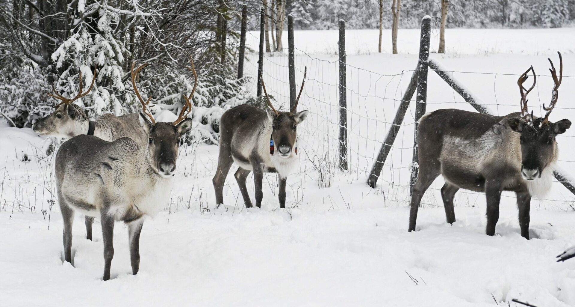 Lapin porot hengenvaarassa – syyttävä sormi osoittaa Vladimir Putinia