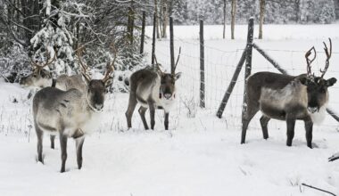 Lapin porot hengenvaarassa – syyttävä sormi osoittaa Vladimir Putinia