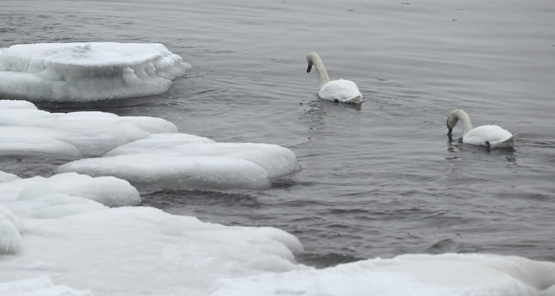 Hätäkeskukseen soitellaan jäätyneistä joutsenista - pelastuslaitokselta neuvo