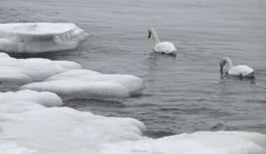 Hätäkeskukseen soitellaan jäätyneistä joutsenista - pelastuslaitokselta neuvo