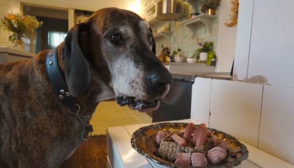 Reino-koiralla oli iso rooli niin perheen elämässä kuin sarjassakin.