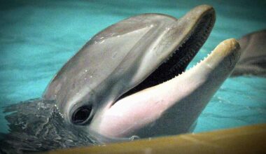 Kööpenhaminassa poikkeuksellinen näky: delfiinejä satama-altaassa | Uutisia lyhyesti