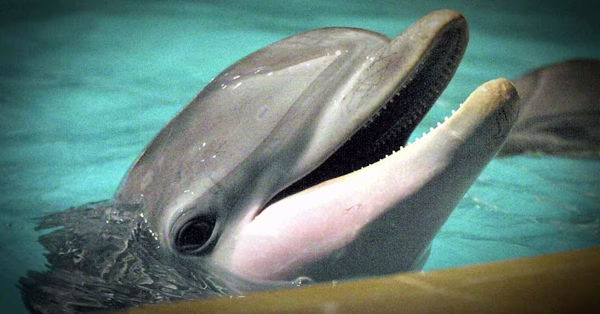 Kööpenhaminassa poikkeuksellinen näky: delfiinejä satama-altaassa | Uutisia lyhyesti