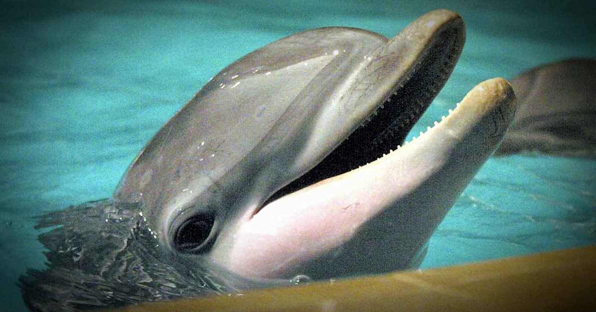 Kööpenhaminassa poikkeuksellinen näky: delfiinejä satama-altaassa | Uutisia lyhyesti