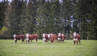 Naudanlihan tuottajahinta Suomessa korkeampi kuin koskaan EU-jäsenyyden aikana - Maatalous
