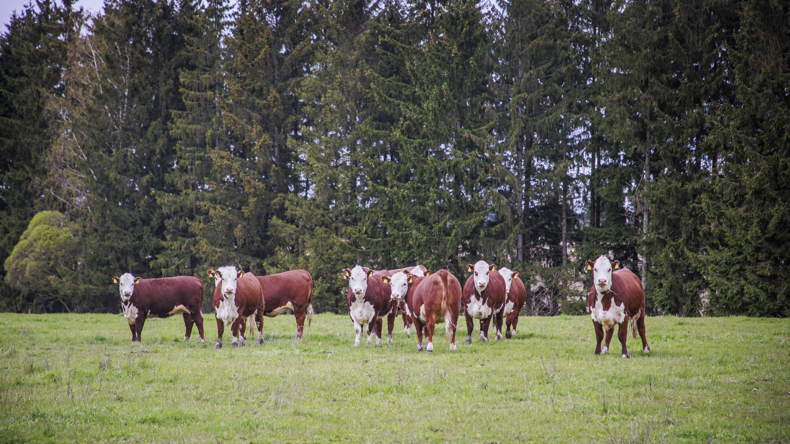 Naudanlihan tuottajahinta Suomessa korkeampi kuin koskaan EU-jäsenyyden aikana - Maatalous