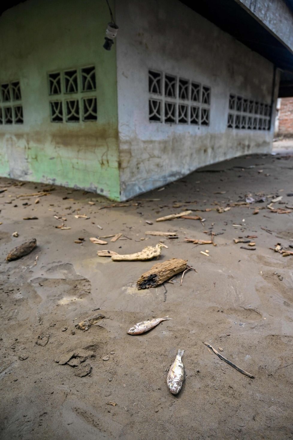 Tulva jätti jälkeensä mutaa ja kuolleita kaloja Sumatran saarella Indonesiassa.