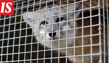 Puola kieltää turkistarhauksen – Suomi jää yhdeksi harvoista tarhaajamaista Euroopassa