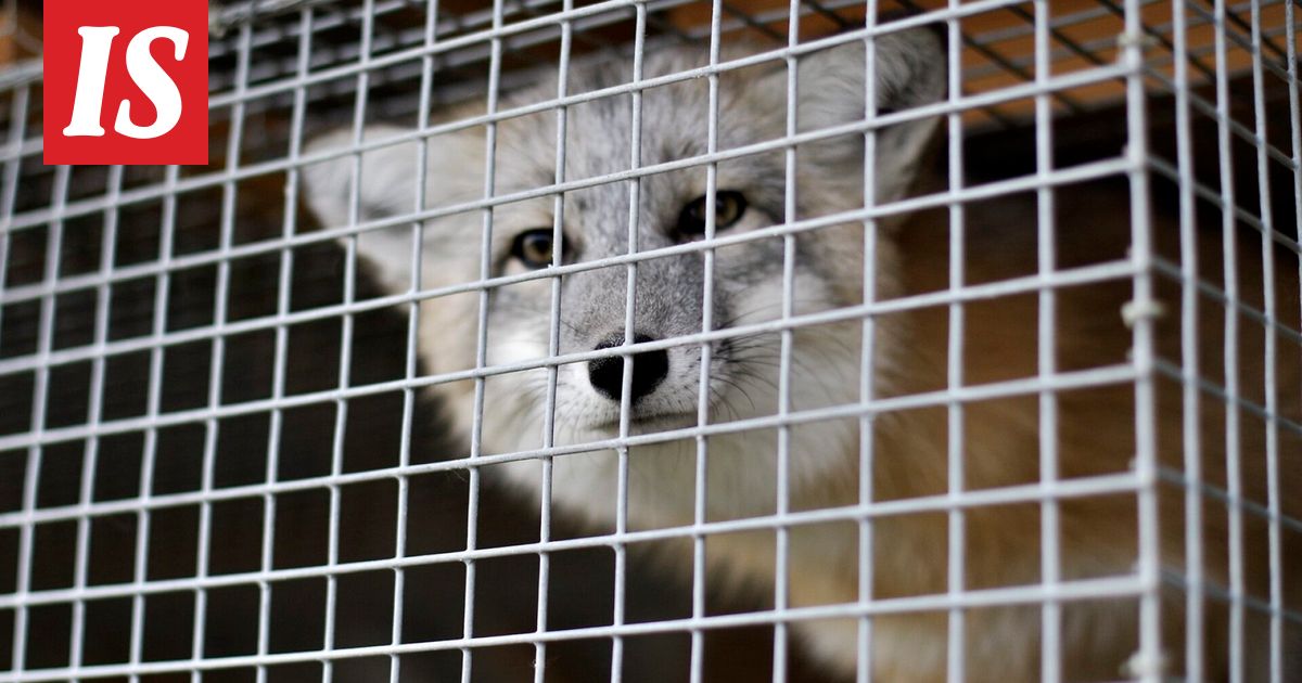 Puola kieltää turkistarhauksen – Suomi jää yhdeksi harvoista tarhaajamaista Euroopassa