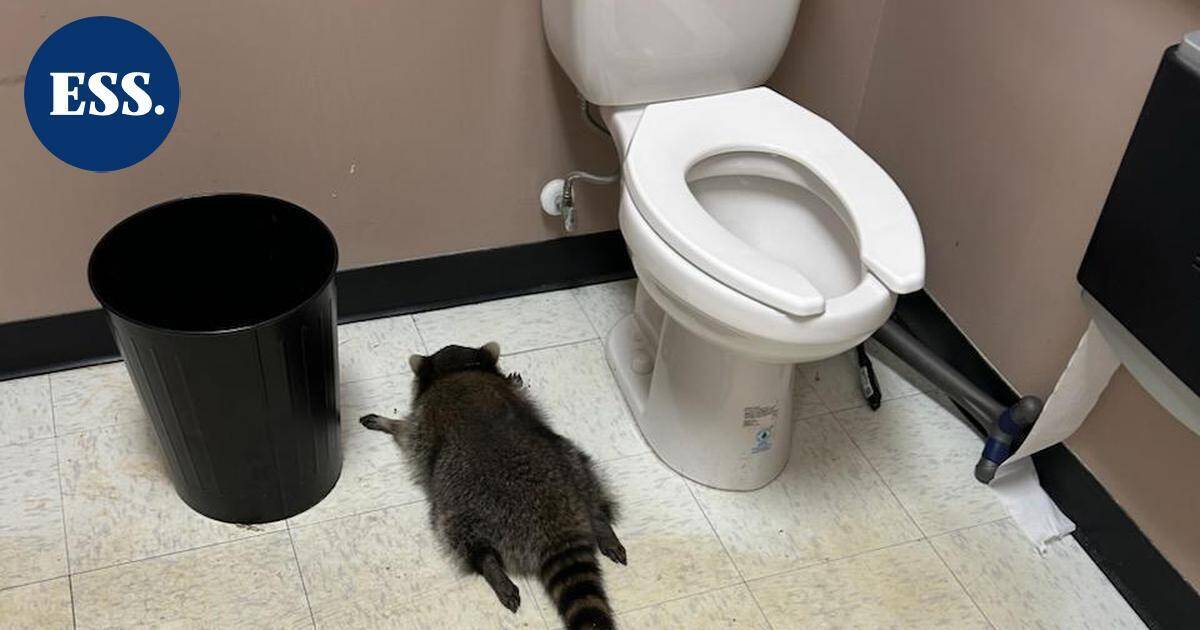 Pesukarhu murtautui viinakauppaan – veti lärvit ja sammui vessaan | Uutissuomalainen