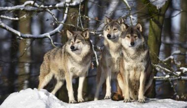 Kaakkois-Suomen tunnetuin koirasusilauma hajosi – yksilöitä tavattu jo laajalla alueella | Kymenlaakso