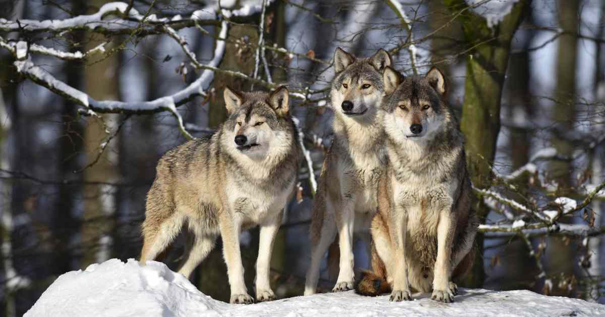 Kaakkois-Suomen tunnetuin koirasusilauma hajosi – yksilöitä tavattu jo laajalla alueella | Kymenlaakso
