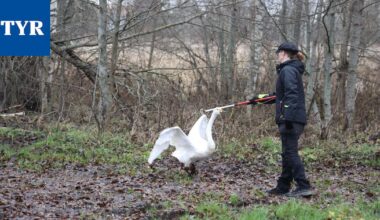 Lintuinfluenssa varmistui linnuille vaarallisemmaksi muodoksi – ”Kuolleita lintuja voi vielä ilmaantua”