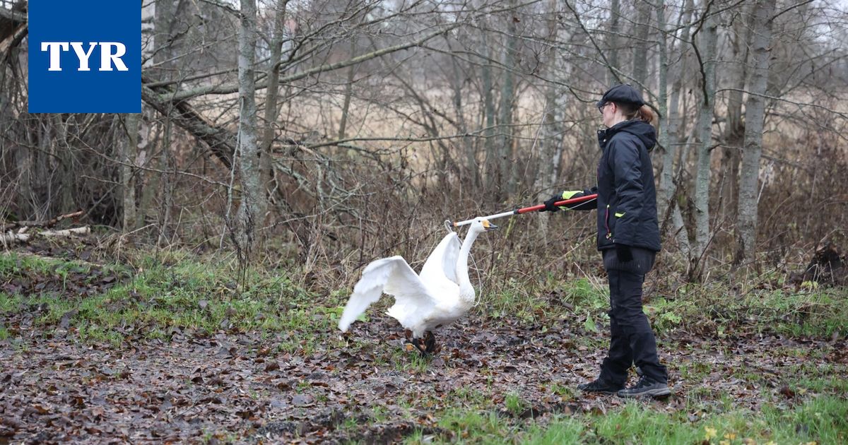 Lintuinfluenssa varmistui linnuille vaarallisemmaksi muodoksi – ”Kuolleita lintuja voi vielä ilmaantua”