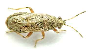 Rusehtava hyönteinen.