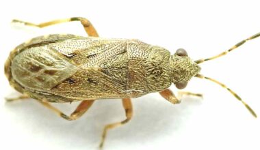 Muurahaiset auttoivat löytämään Suomelle uuden hyönteislajin | Uutisia lyhyesti